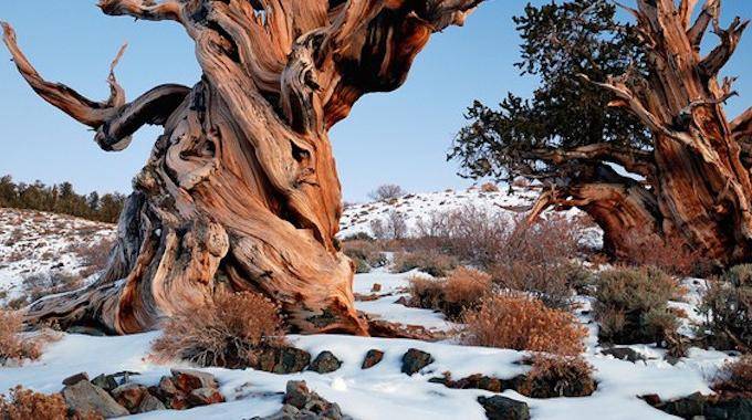 Les 10 Arbres Les Plus INCROYABLES au Monde.