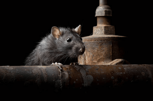 10 conseils pour le combat contre les rats de grand-mère