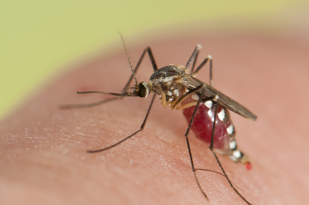 12 remèdes naturels pour soulager les piqûres de moustiques