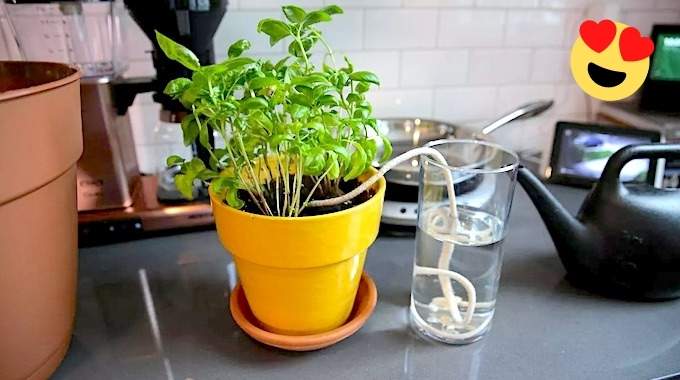 15 Astuces Faciles Pour Arroser Ses Plantes Quand On Est Absent.