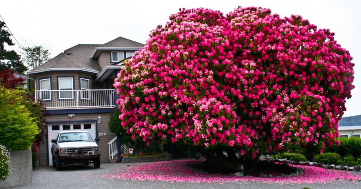 16 plus beaux arbres du monde !