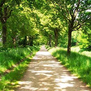 Image d'un chemin sur le Bas-Rhin, très vert