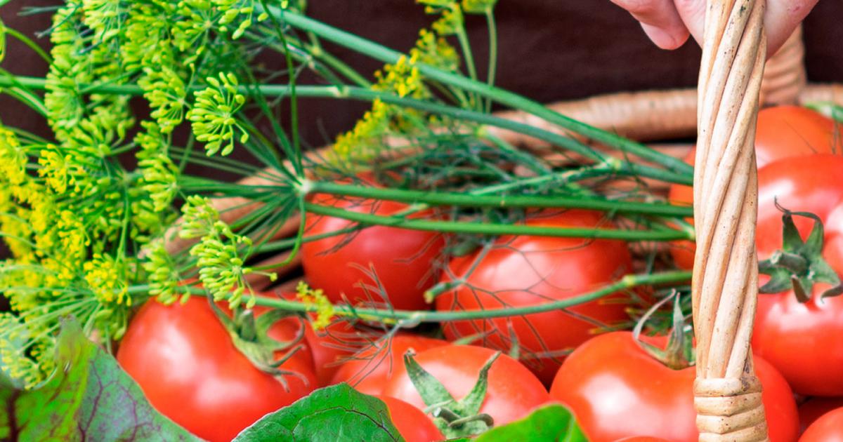 Calendrier de plantation du potager : quand semer et quand récolter ?