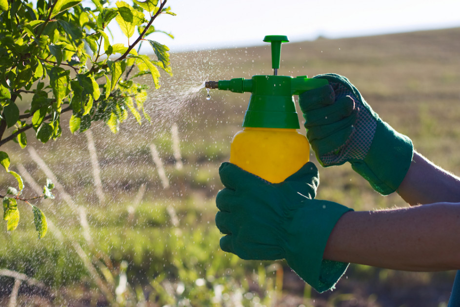 Cinq recettes d'insecticides naturels faits maison