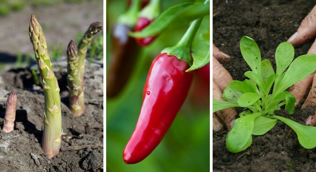 Comment accorder les légumes du potager ?