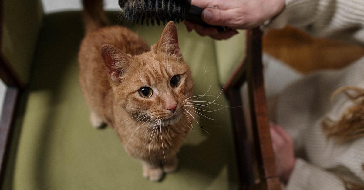 Comment enlever les poils d'animaux des meubles et des vêtements ?