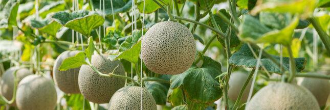 Comment faire germer un pépin de melon