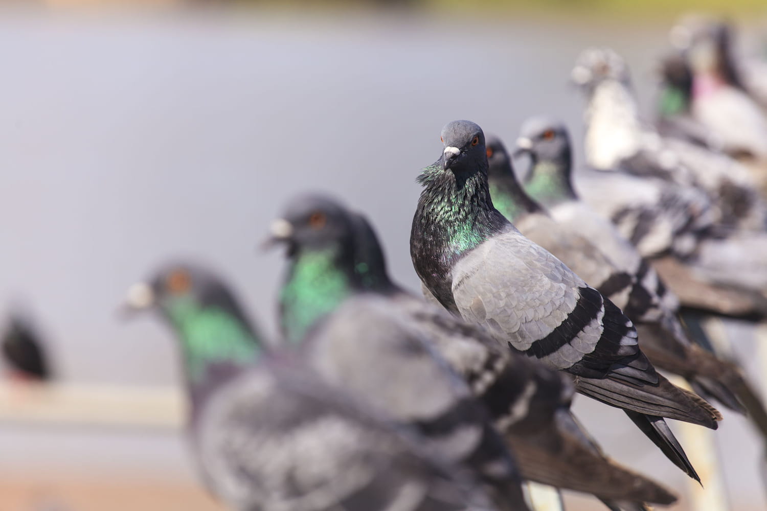 Comment s'en débarrasser?Toutes les solutions anti-pigeon