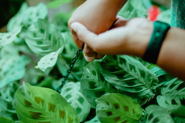 Comment traiter les plantes d'intérieur infestées