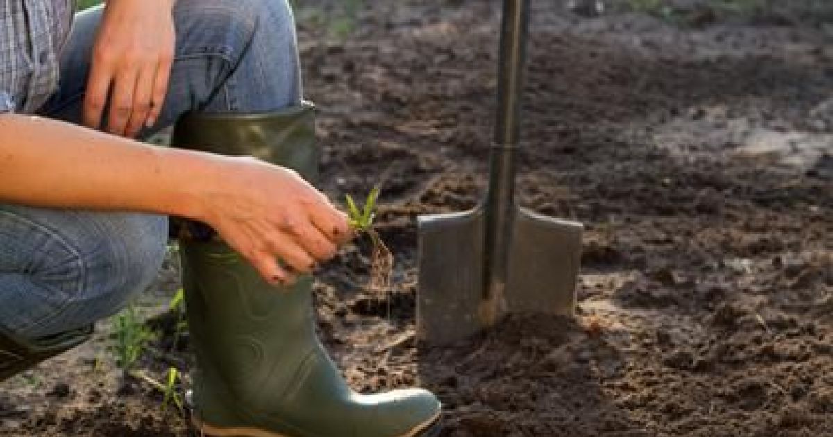 Cultiver son jardin : techniques et procédés