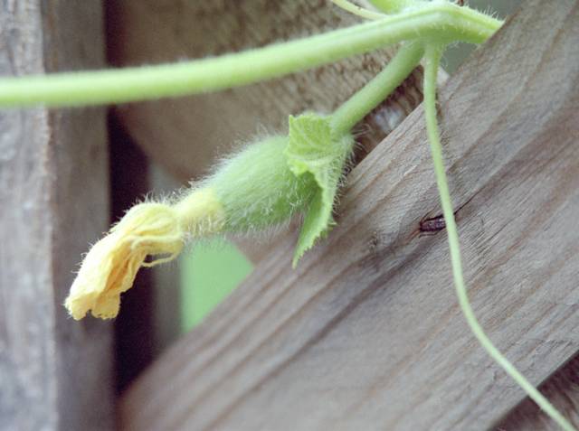 Melons palissés sur une clôture