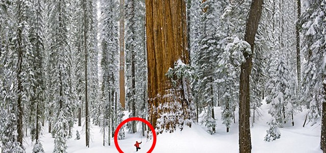 L'arbre vieux de 3 200 ans est si énorme qu'il n'a jamais été photographié dans son intégralité... jusqu'à aujourd'hui.