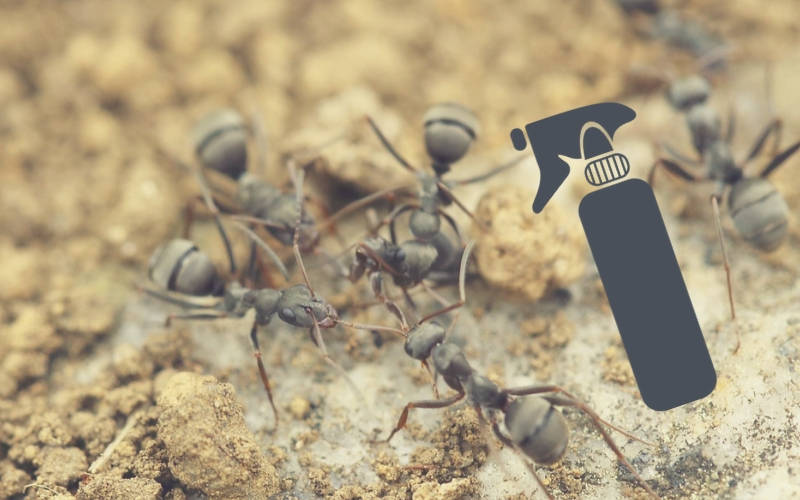 Trucs et remèdes anti fourmis pour la maison et le jardin