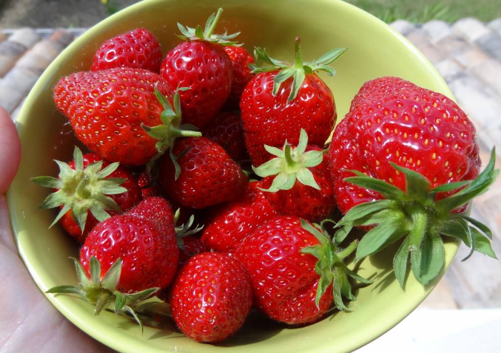 fraises-potager