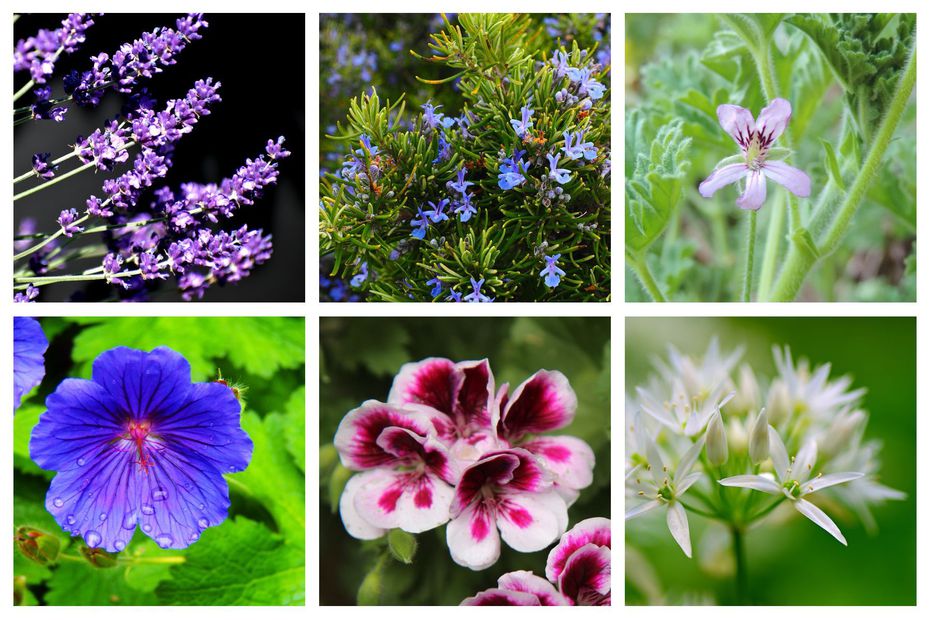 Nos meilleures plantes anti-moustiques pour fenêtres et balcons