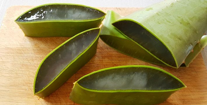 Que faire de votre aloe vera ?Recettes maison et bienfaits