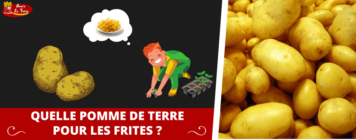 Quel type de pommes de terre utilisez-vous pour les frites ? [GUIDE]