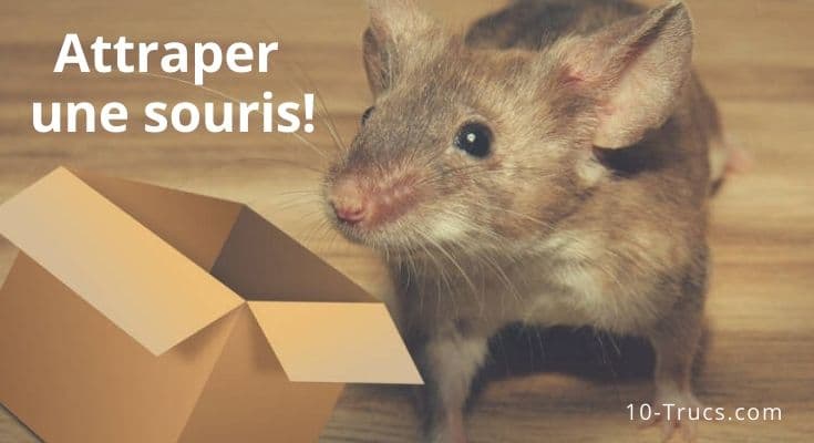 Comment attraper une souris?