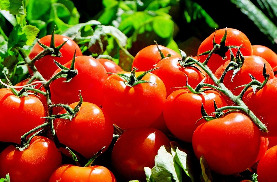 Comment conserver ses tomates pour qu'elles durent plus longtemps ?