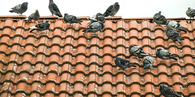 Comment faire fuir les pigeons des toits, des balcons ou des jardins ?