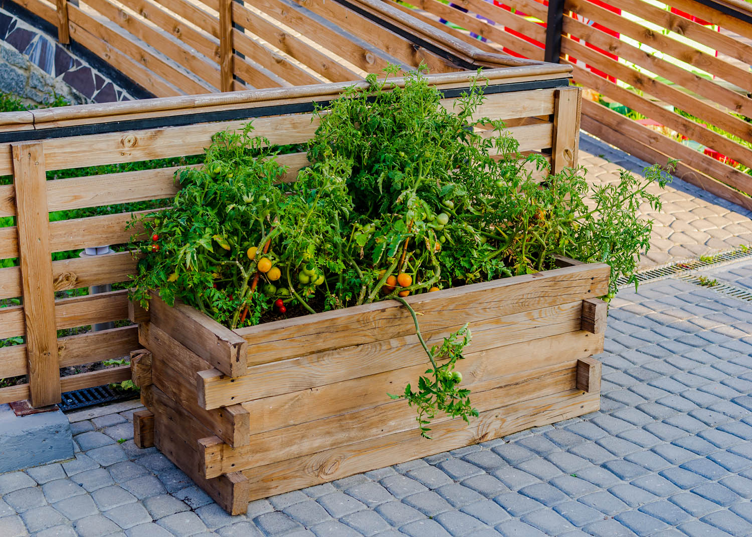 Comment faire pousser des plantes dans un cadre de fenêtre ou un jardin en conteneur