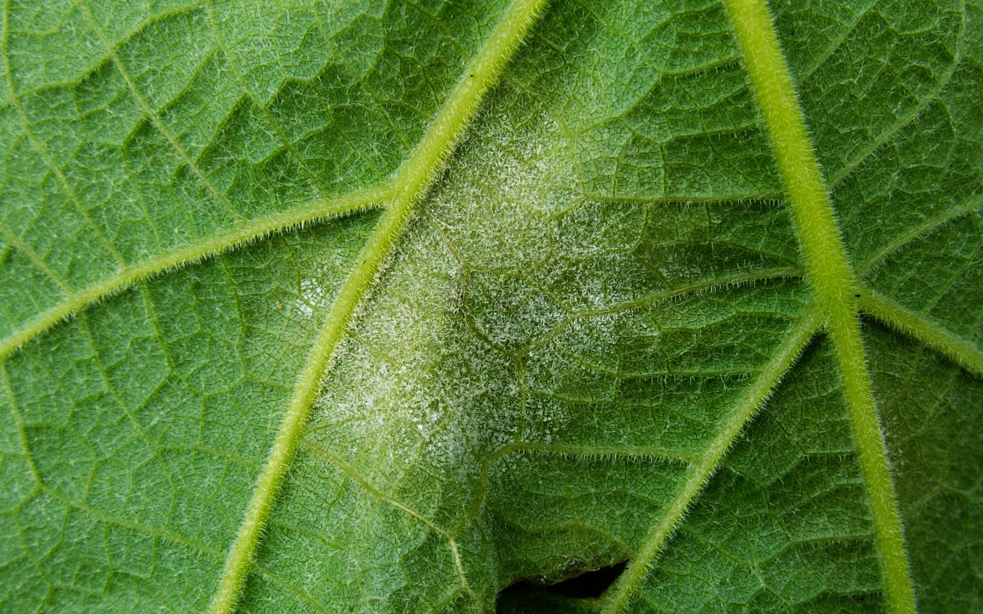 Feuille de vigne parasitée par le mildiou. © rude, Wikimedia Commons, cc by sa 3.0