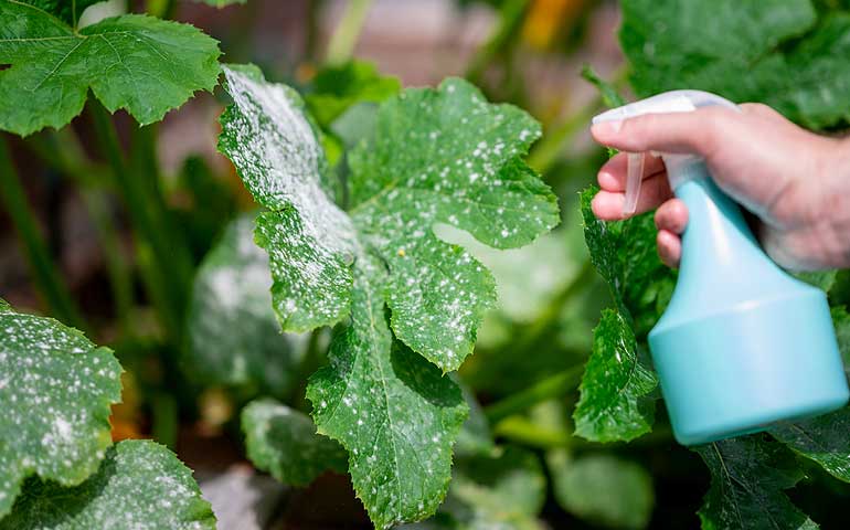 Comment lutter naturellement contre le mildiou au potager ?