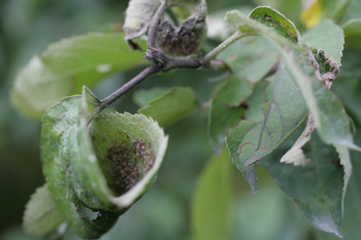 Comment lutter naturellement contre les pucerons