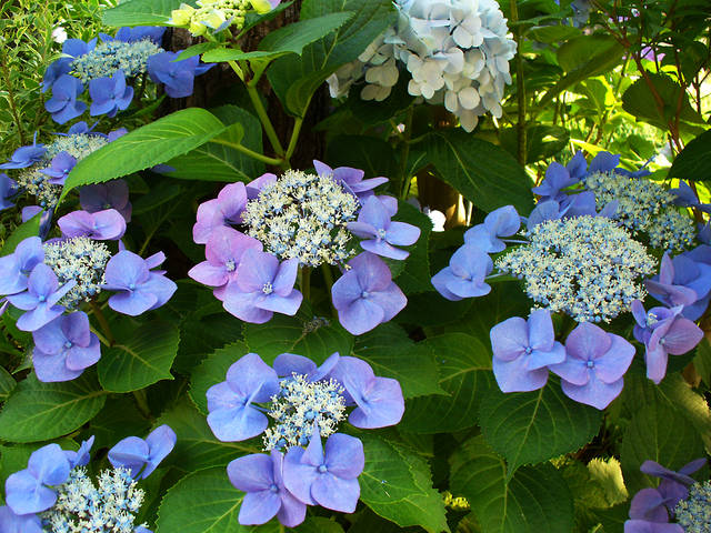 Hydrangea bleu - paddockcafe / flickr.com