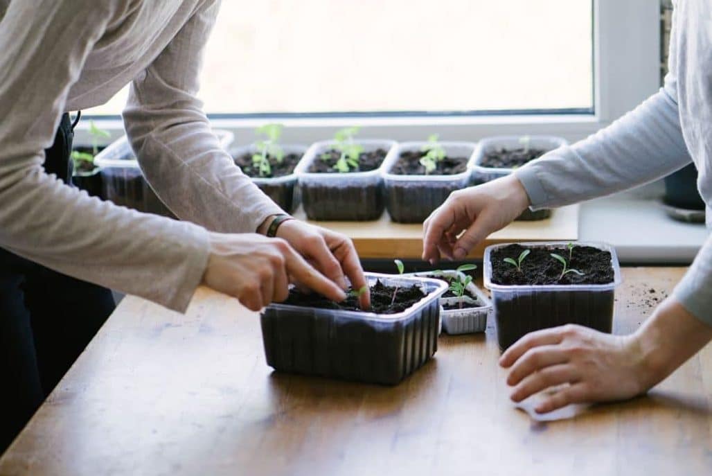 Comment préparer des plants de légumes à l'intérieur