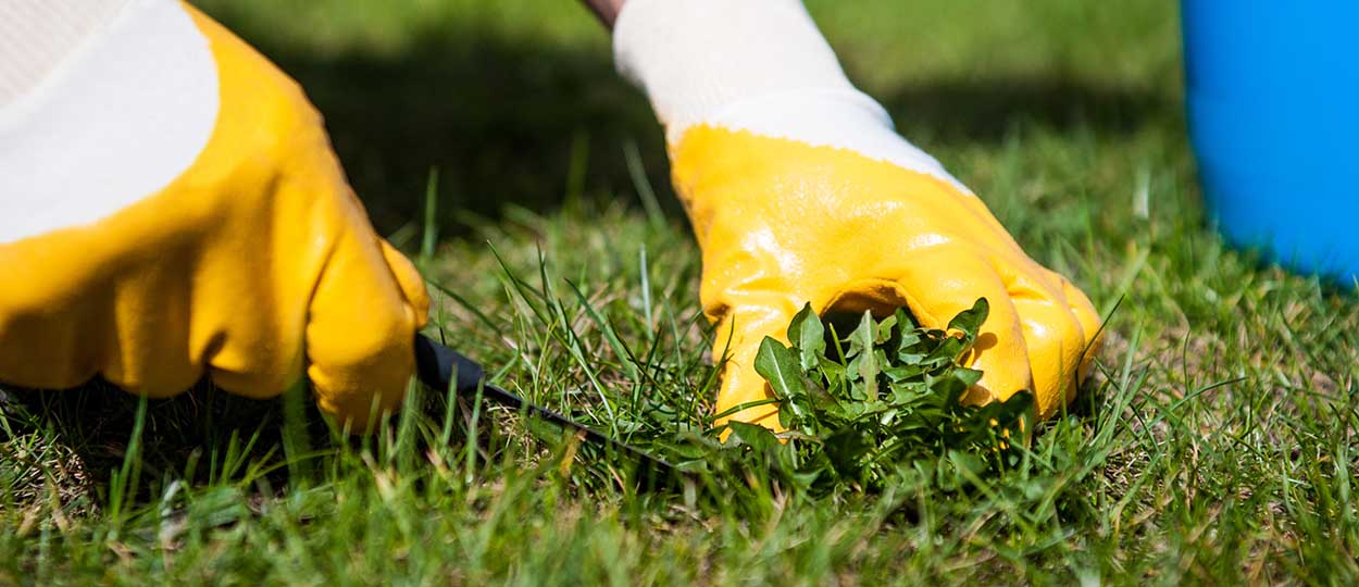 Comment se débarrasser des mauvaises herbes sans produits chimiques ?