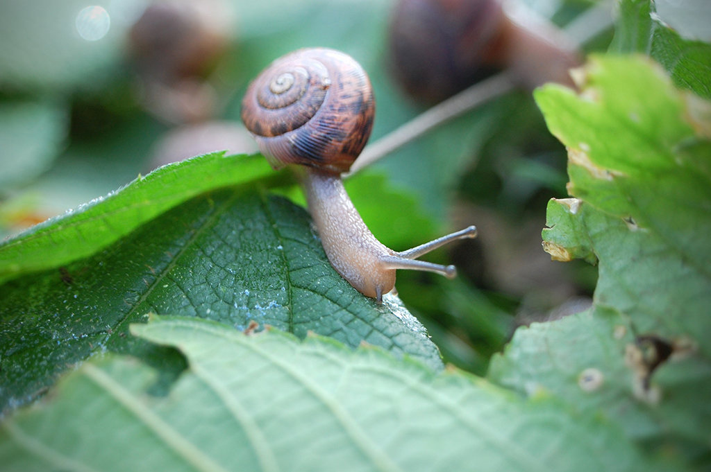 Conseils pour se débarrasser des limaces dans le jardin