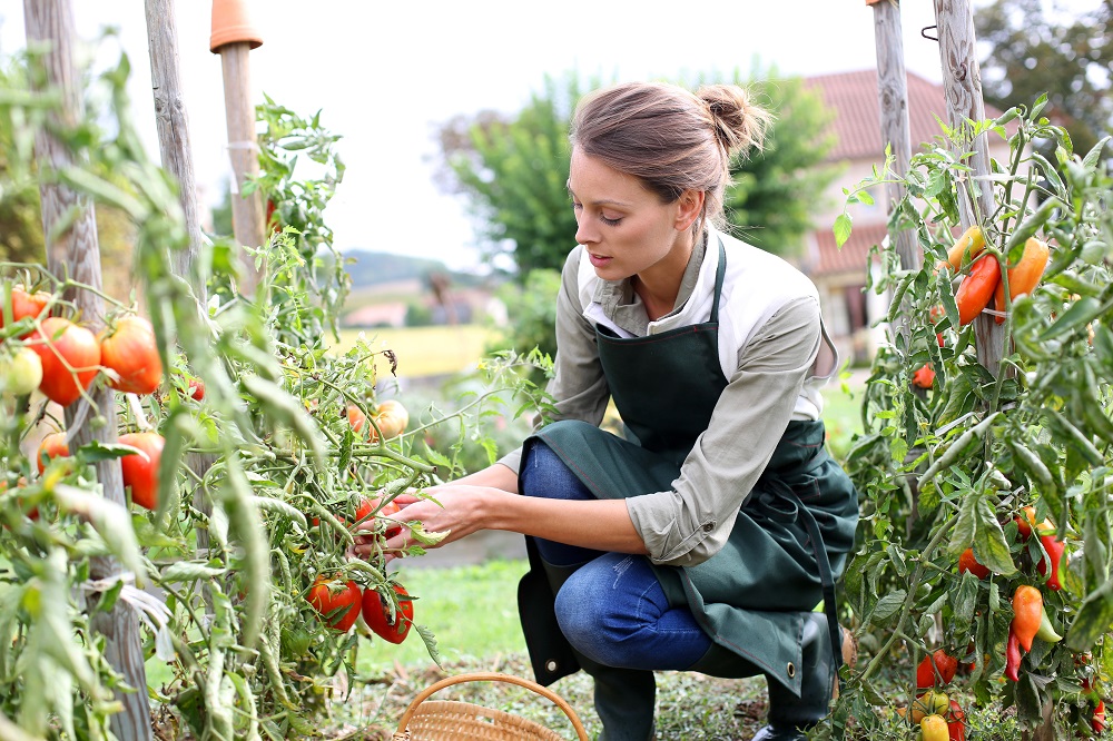 Cultiver des tomates | Haricots mungo