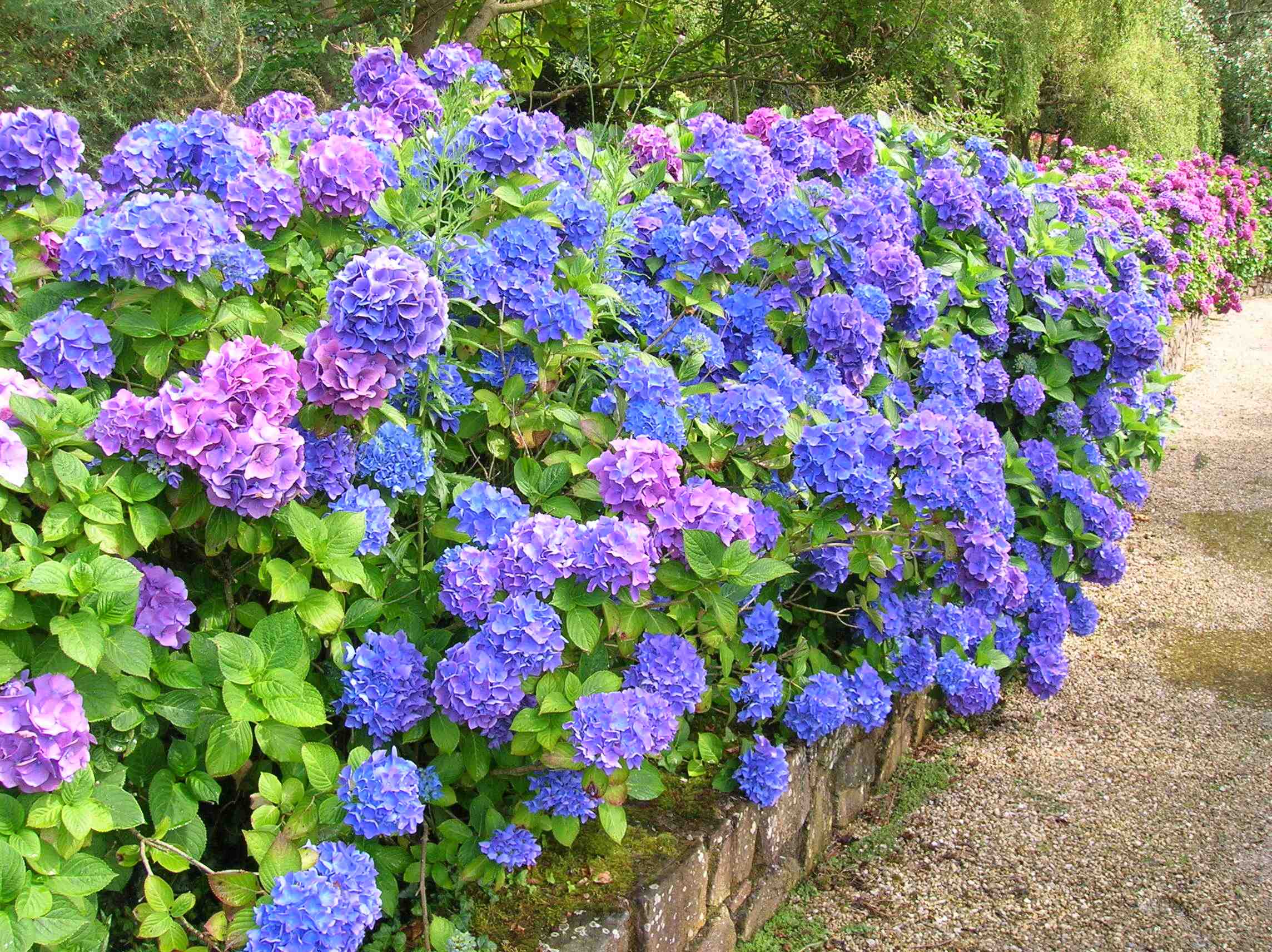 Cultiver l'hortensia bleu dans les climats froids