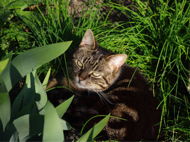 Éloignez les chats du potager