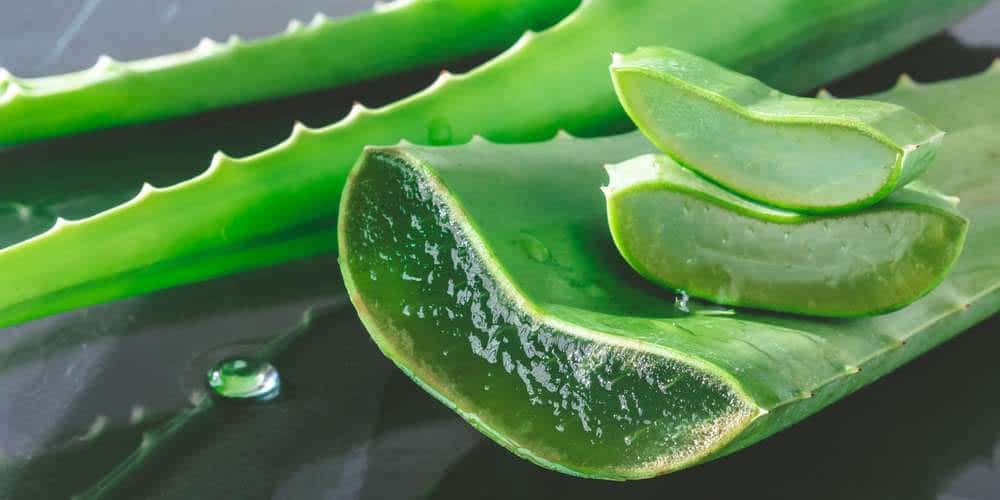 Fabriquer et conserver soi-même son gel d'aloe vera – AtelierBeige.fr