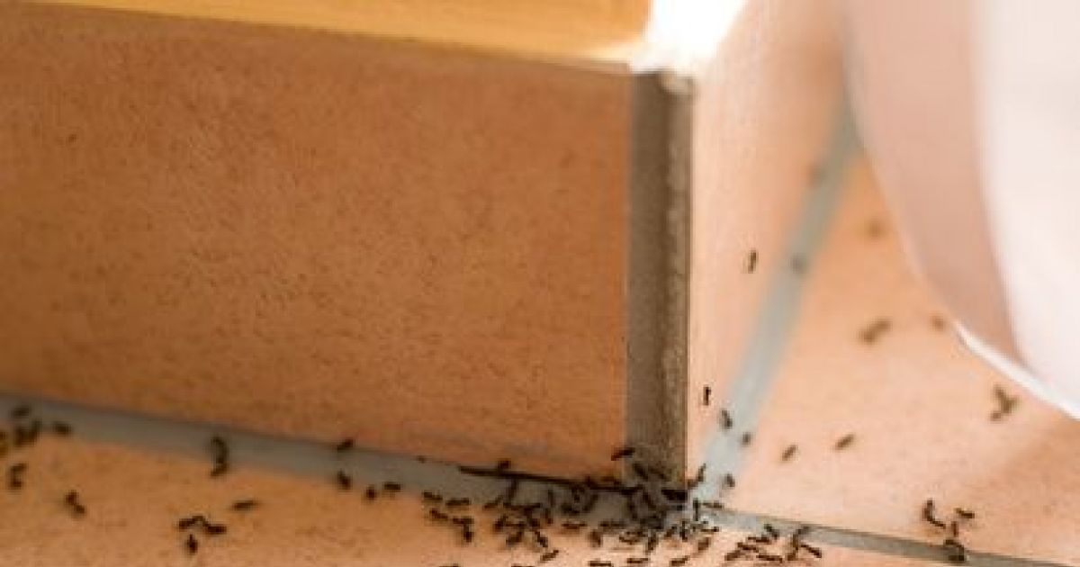 Fourmis envahissantes : que faire ?