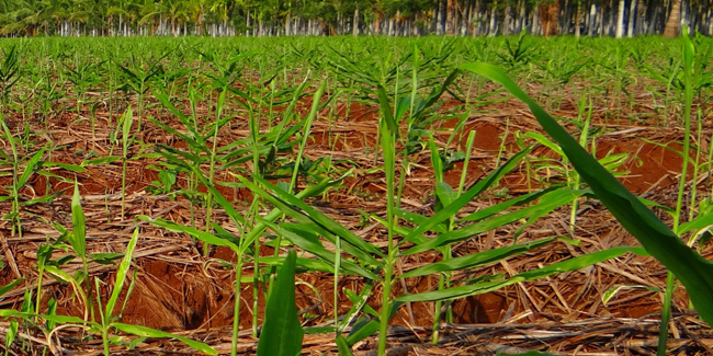 Gingembre (Zingiber officinale), épicé et froid : plantation, culture