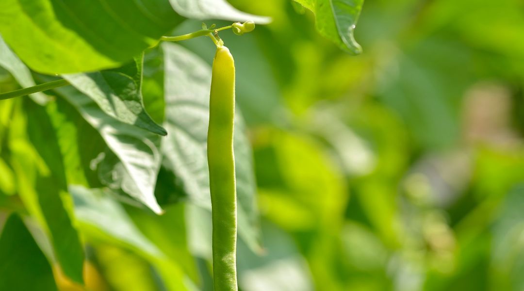 Haricots nains : plantation, entretien