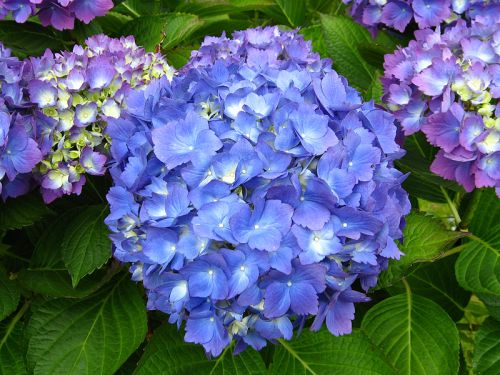 Hortensia avec une fleur bleue