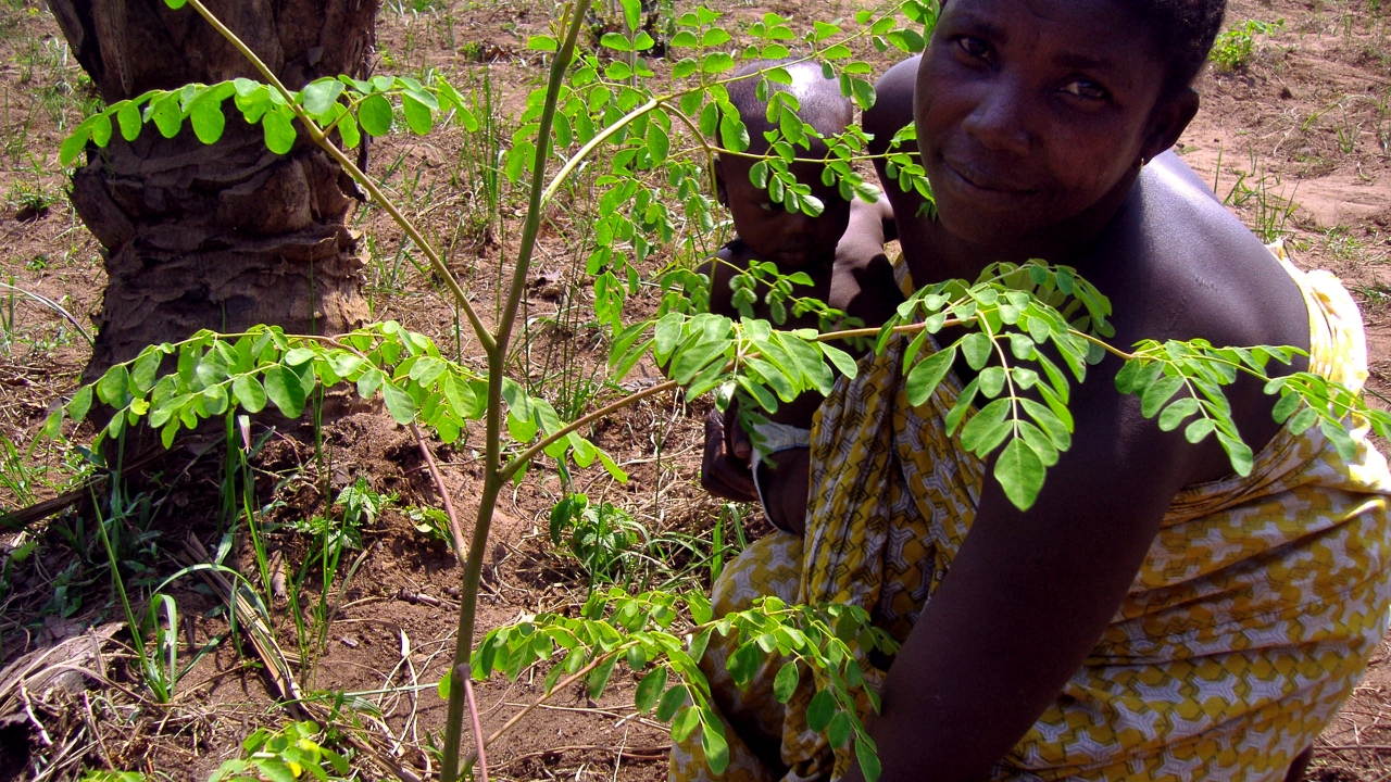 Le raifort, la plante magique qui guérit 300 maladies ?encore à prouver