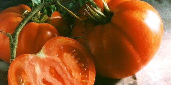 Le secret pour produire de belles tomates