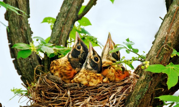 Comment vous défendre contre les poux des oiseaux