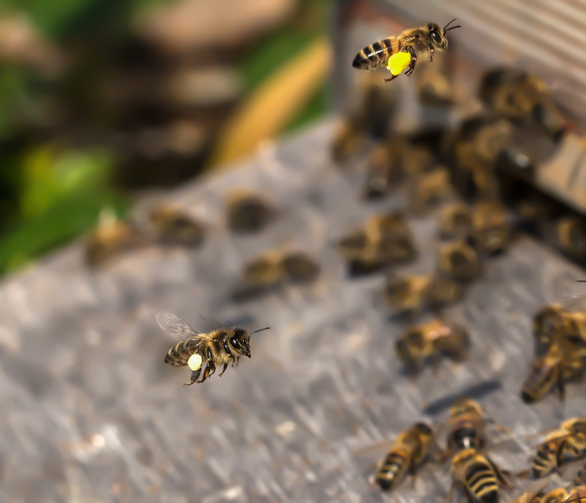 Que fait le pollen aux abeilles ?