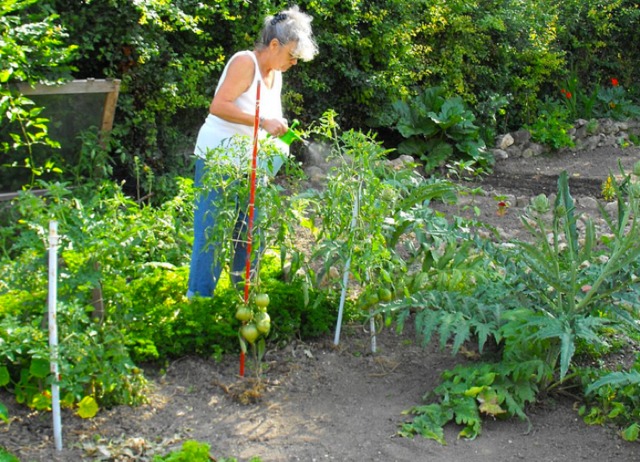 Mildiou sur tomates