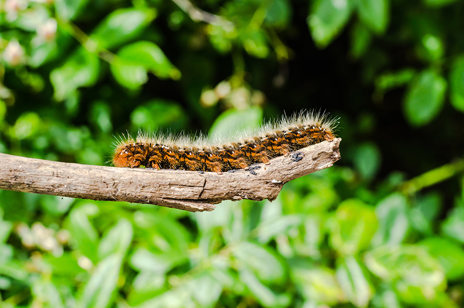 Traitement Traitement Caterpillar