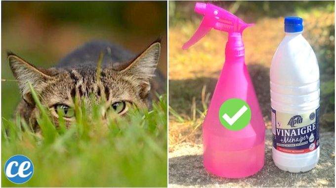 Le Répulsif Naturel Et Très Efficace Que TOUS LES CHATS Détestent !