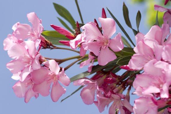 Utiliser du bicarbonate de soude comme herbicide dans le jardin