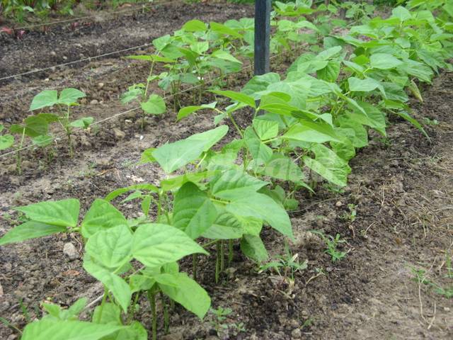 Jeunes plants de haricots verts issus de semis